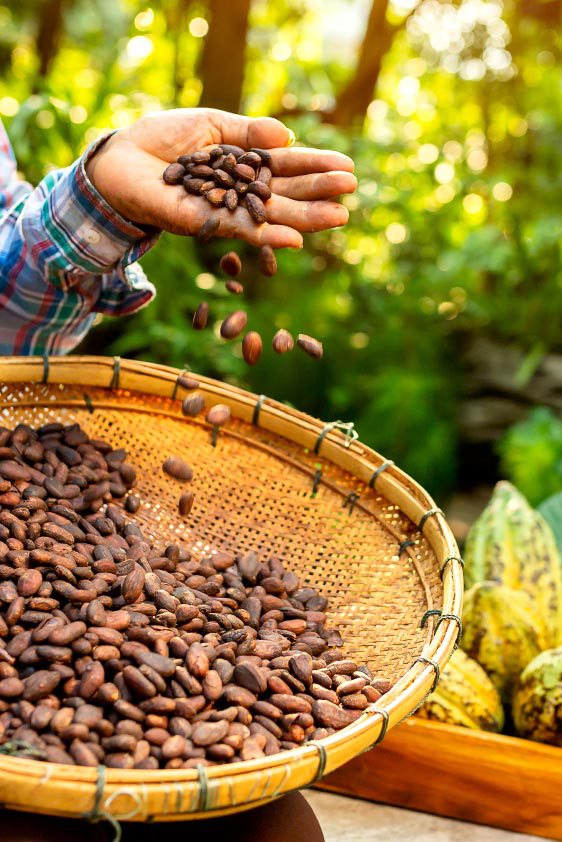 Cacao pods and roasted cocoa beans