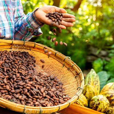 Freshly harvested cocoa beans